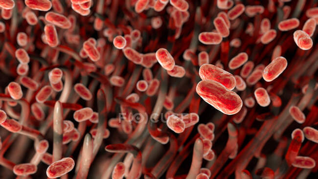Bactéries de la coqueluche (Bordetella pertussis) dans les voies respiratoires — Photo de stock