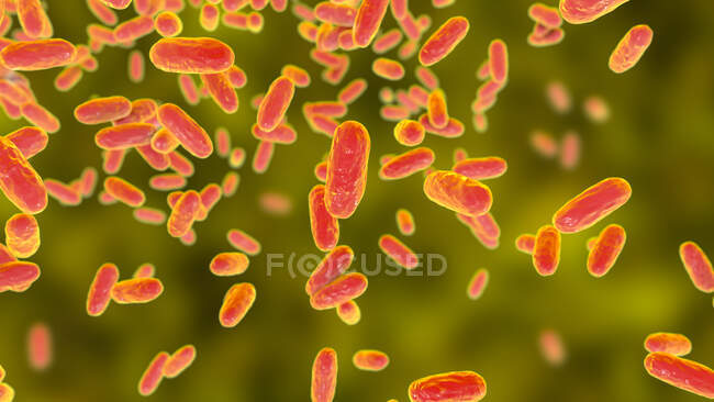 Bordetella parapertussis, bacterias gramnegativas pequeñas, agente causal de la enfermedad parecida a la tos ferina, ilustración por ordenador - foto de stock