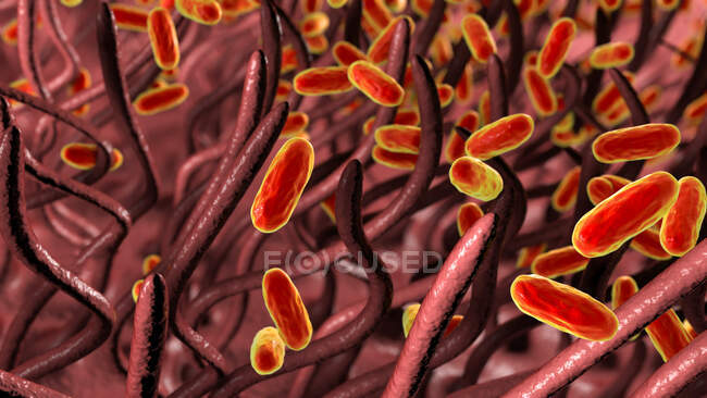Pertosse da pertosse (Bordetella pertussis) batteri nelle vie respiratorie — Foto stock