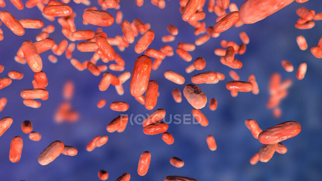 Bordetella parapertussis, bacterias gramnegativas pequeñas, agente causal de la enfermedad parecida a la tos ferina, ilustración por ordenador - foto de stock