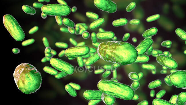 Bordetella parapertussis, pequenas bactérias Gram-negativas, agente causador da doença do tipo tosse convulsa, ilustração do computador — Fotografia de Stock