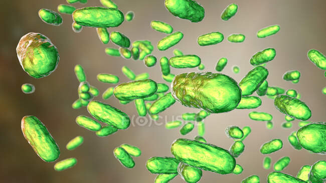 Bordetella parapertussis, дрібні грам-негативні бактерії, причинно-наслідковий агент коклюш-подібної хвороби, комп'ютерна ілюстрація — стокове фото