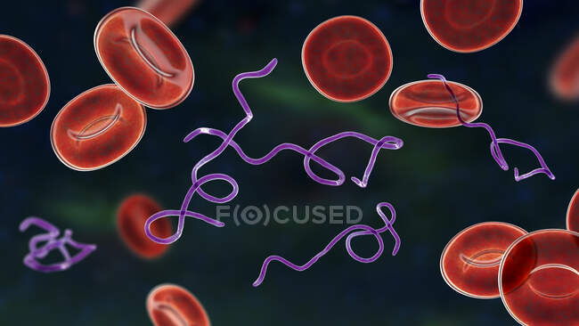 Illustration informatique de la bactérie Borrelia dans le sang — Photo de stock