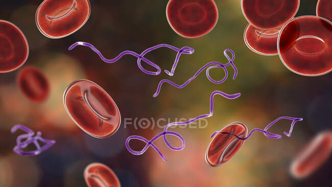 Computer illustration of Borrelia bacteria in blood — Stock Photo
