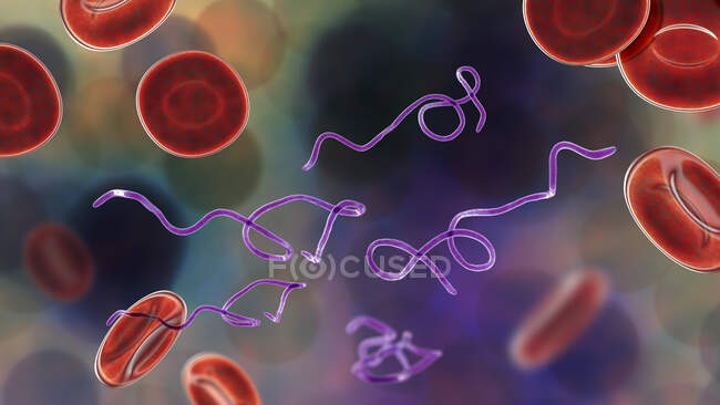 Computer illustration of Borrelia bacteria in blood — Stock Photo