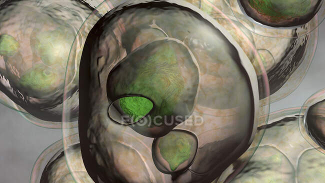 Echinococcosis multilocularis kyste hydatide, illustration par ordinateur — Photo de stock