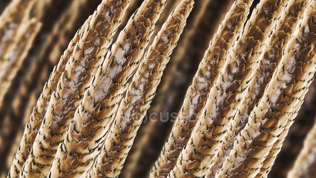 Alberi di capelli umani, illustrazione del computer — Foto stock