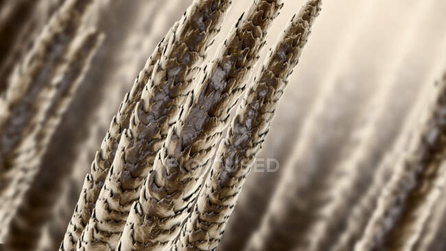 Human hair shafts, computer illustration — Stock Photo