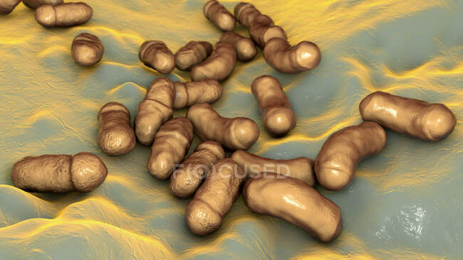Malassezia skin fungus, комп'ютерна ілюстрація — стокове фото