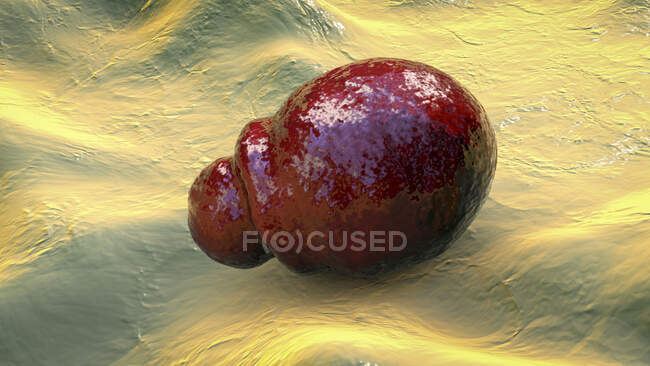 Malassezia hongo de la piel, ilustración por ordenador - foto de stock