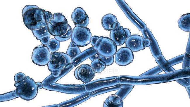 Malassezia грибок кожи, компьютерная иллюстрация — стоковое фото