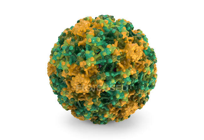 Humane Papillomviren (HPV), Computerillustration — Stockfoto