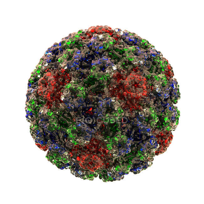 Vírus do papiloma humano (HPV), ilustração computacional — Fotografia de Stock