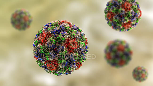 Вірус папіломи людини (HPV), комп 
