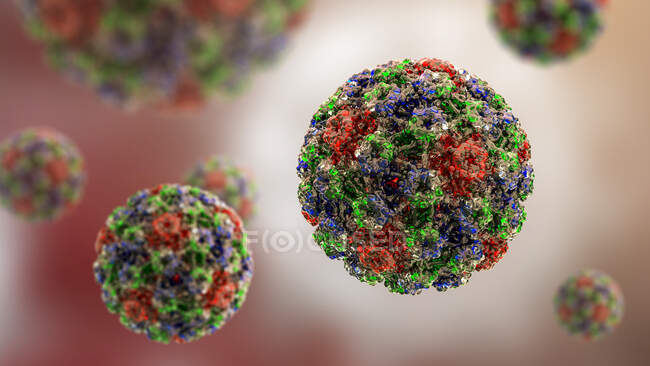 Вірус папіломи людини (HPV), комп 