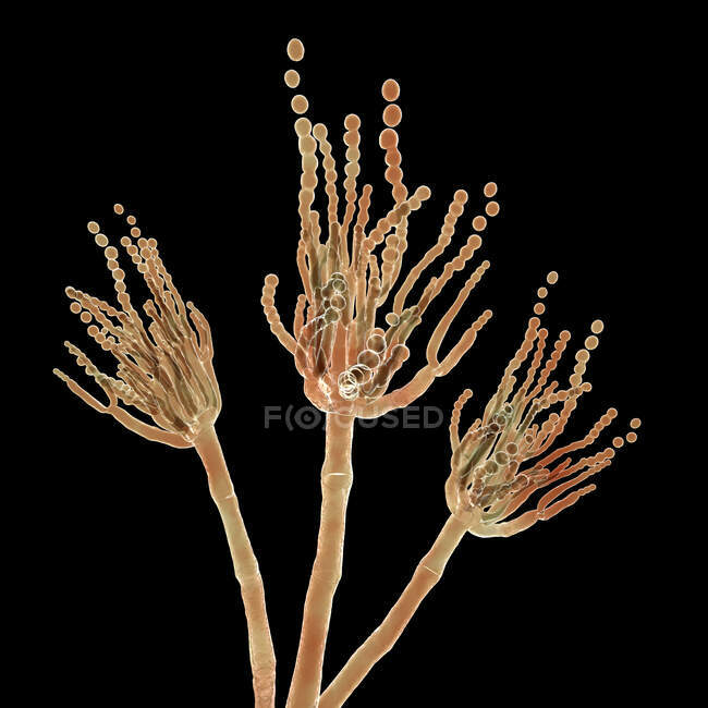 Hongos penicillium, ilustración por ordenador - foto de stock