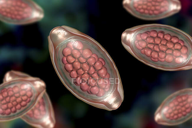 Eggs of parasitic worm Trichuris trichiura, computer illustration — Stock Photo