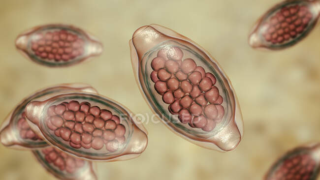 Huevos de gusano parásito Trichuris trichiura, ilustración por ordenador - foto de stock