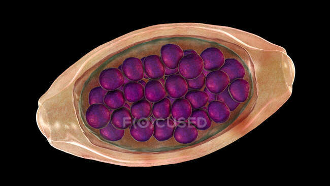 Яйця паразитичного хробака Тричіура, комп'ютерна ілюстрація — стокове фото