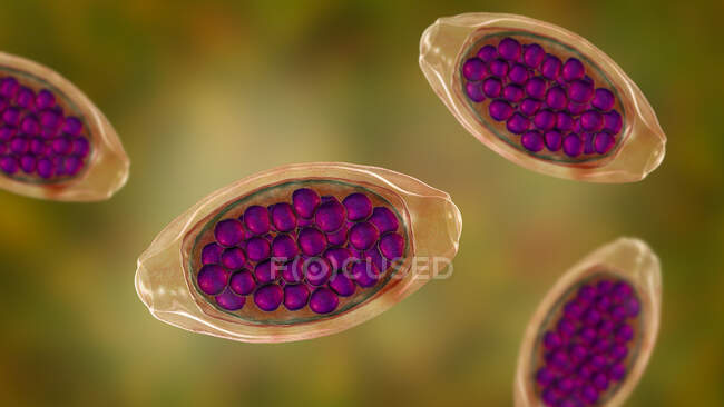 Яйца паразитического червя Trichuris trichiura, компьютерная иллюстрация — стоковое фото
