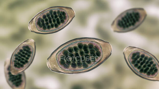 Huevos de gusano parásito Trichuris trichiura, ilustración por ordenador - foto de stock