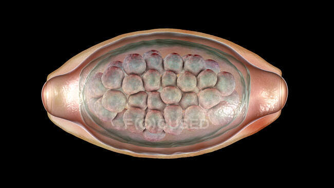 Egg of a parasitic worm Trichuris trichiura, computer illustration — Stock Photo