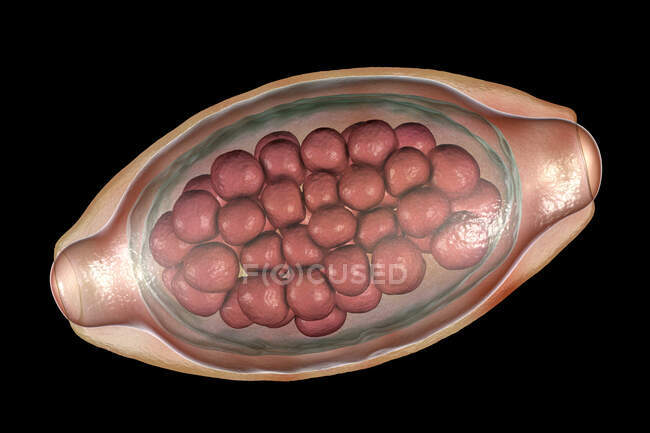 Huevo de un gusano parásito Trichuris trichiura, ilustración por ordenador - foto de stock