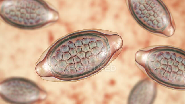 Eier des parasitären Wurms Trichuris trichiura, Computerillustration — Stockfoto
