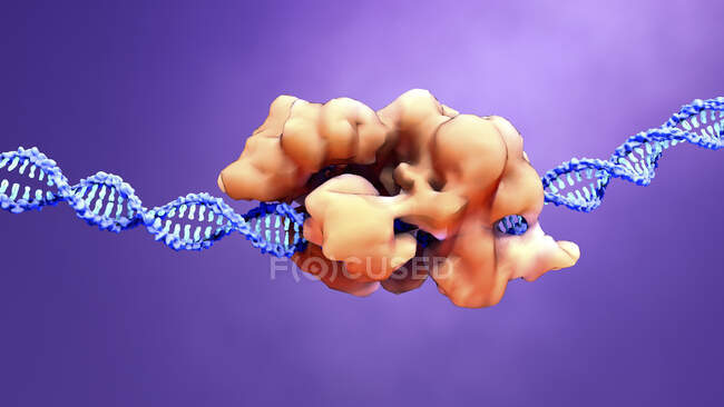 CRISPR-Cas9 complejo de edición de genes y ADN, ilustración por ordenador - foto de stock