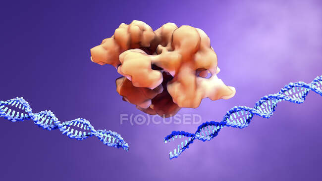 Комплекс редактирования генов CRISPR-Cas9 и ДНК, компьютерная иллюстрация — стоковое фото