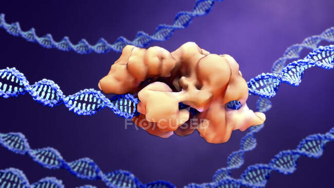 Комплекс редактирования генов CRISPR-Cas9 и ДНК, компьютерная иллюстрация — стоковое фото