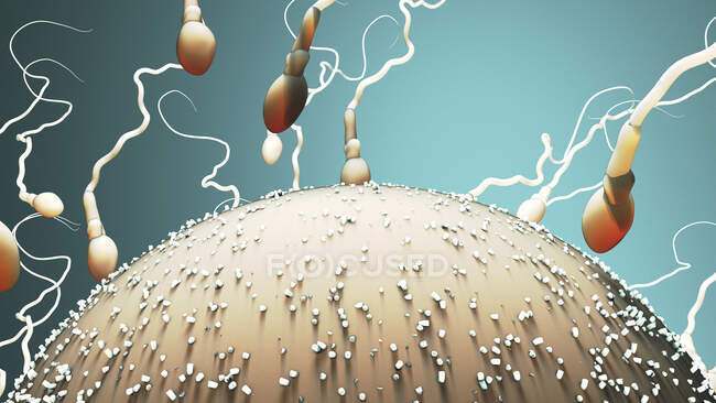 Fertilização humana, ilustração computacional — Fotografia de Stock