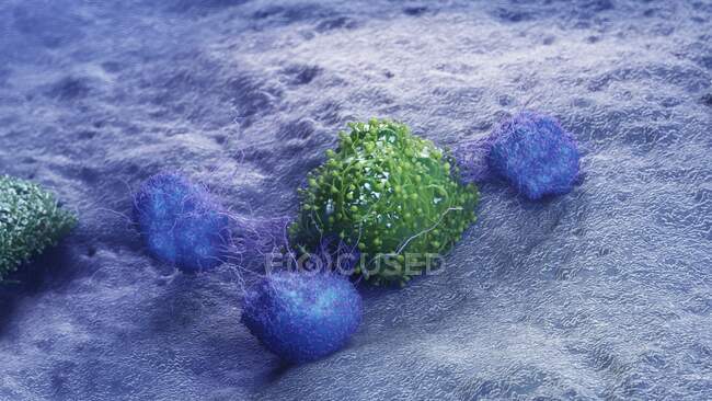 Ракові клітини атакують лейкоцити, комп 