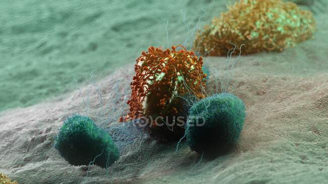 Célula cancerígena atacada por leucócitos, ilustração computacional — Fotografia de Stock