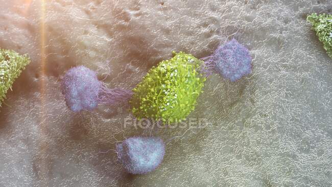 Cellules cancéreuses attaquées par des leucocytes, illustration informatique — Photo de stock