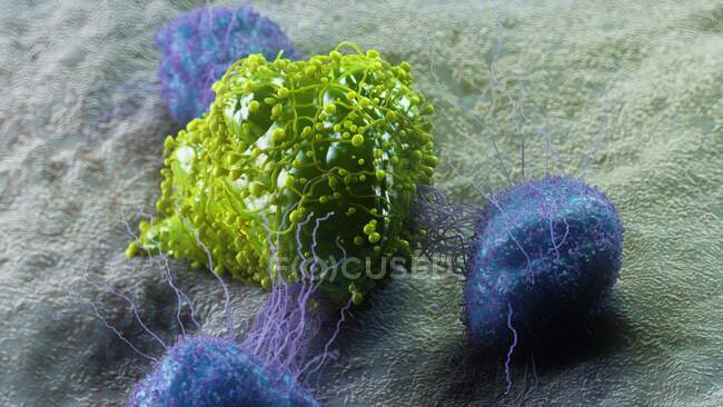 Cancer cell being attacked by leukocytes, computer illustration — Stock Photo