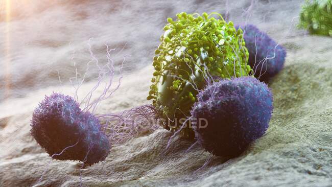 Ракові клітини атакують лейкоцити, комп 