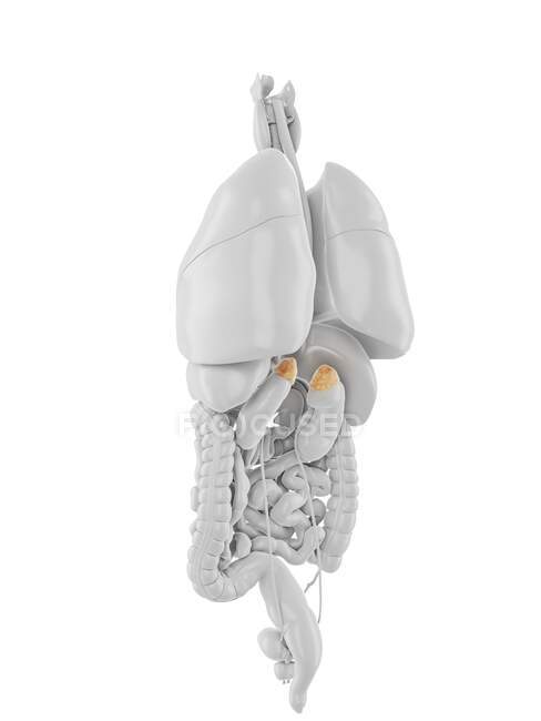 Adrenal glands, computer illustration — Stock Photo