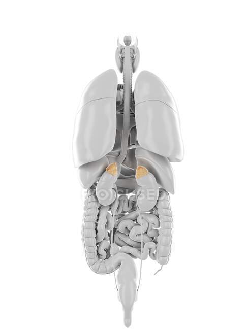 Glandulas supra-renais, ilustração computacional — Fotografia de Stock