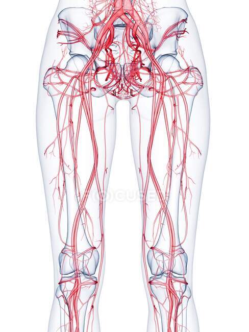 Healthy female vascular system, computer illustration — Stock Photo