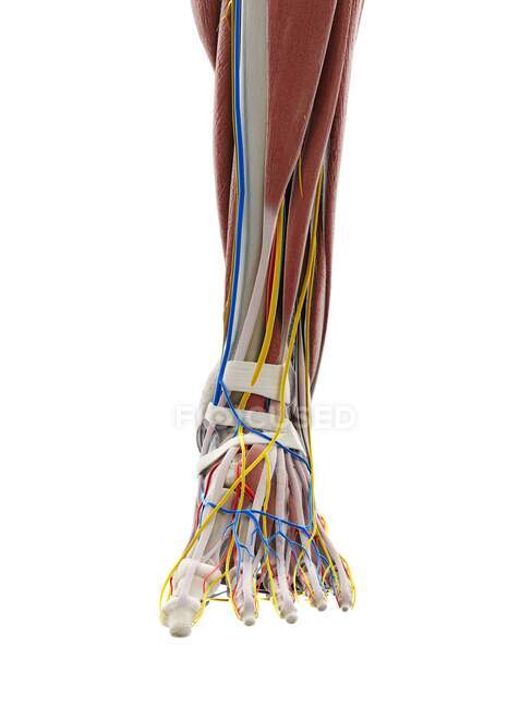 Анатомія стопи, комп'ютерна ілюстрація — стокове фото