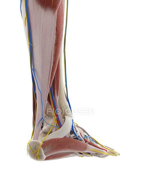 Anatomy of foot, computer illustration — Stock Photo