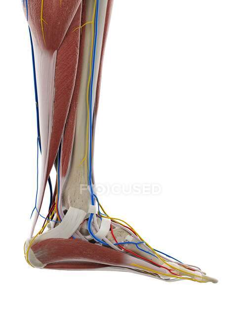 Anatomie des Fußes, Computerillustration — Stockfoto
