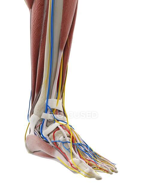 Anatomia do pé, ilustração do computador — Fotografia de Stock