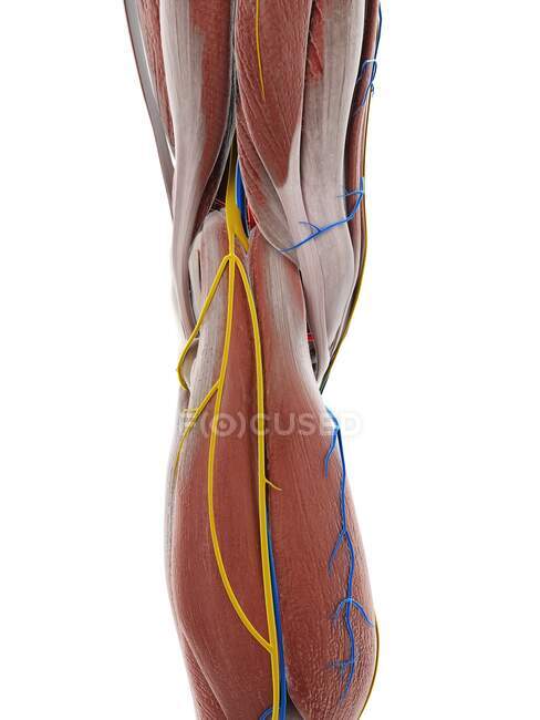 Anatomie du genou, illustration par ordinateur — Photo de stock