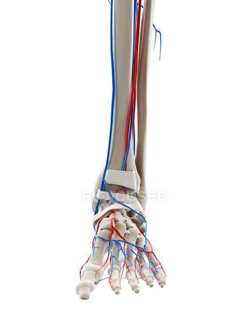 Blood vessels of foot, computer illustration — Stock Photo