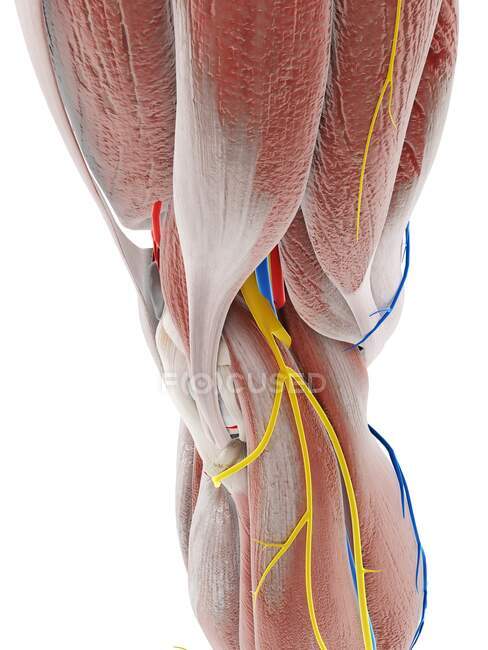 Anatomy of knee, computer illustration — Stock Photo