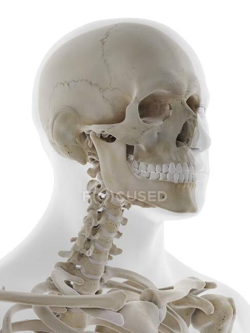 Anatomía del cráneo, ilustración. - foto de stock