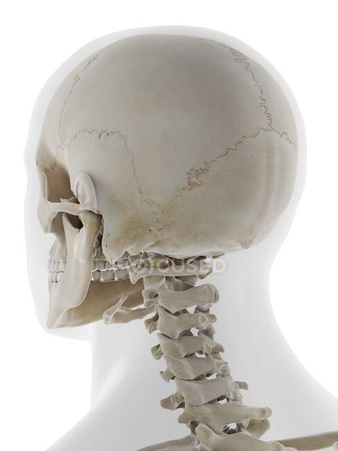 Parte posterior del cráneo, ilustración. — Stock Photo