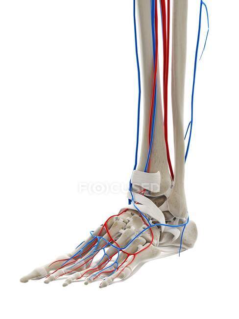Blood vessels of foot, computer illustration — Stock Photo
